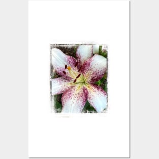 Lily In The Summer Garden - flower photography Posters and Art